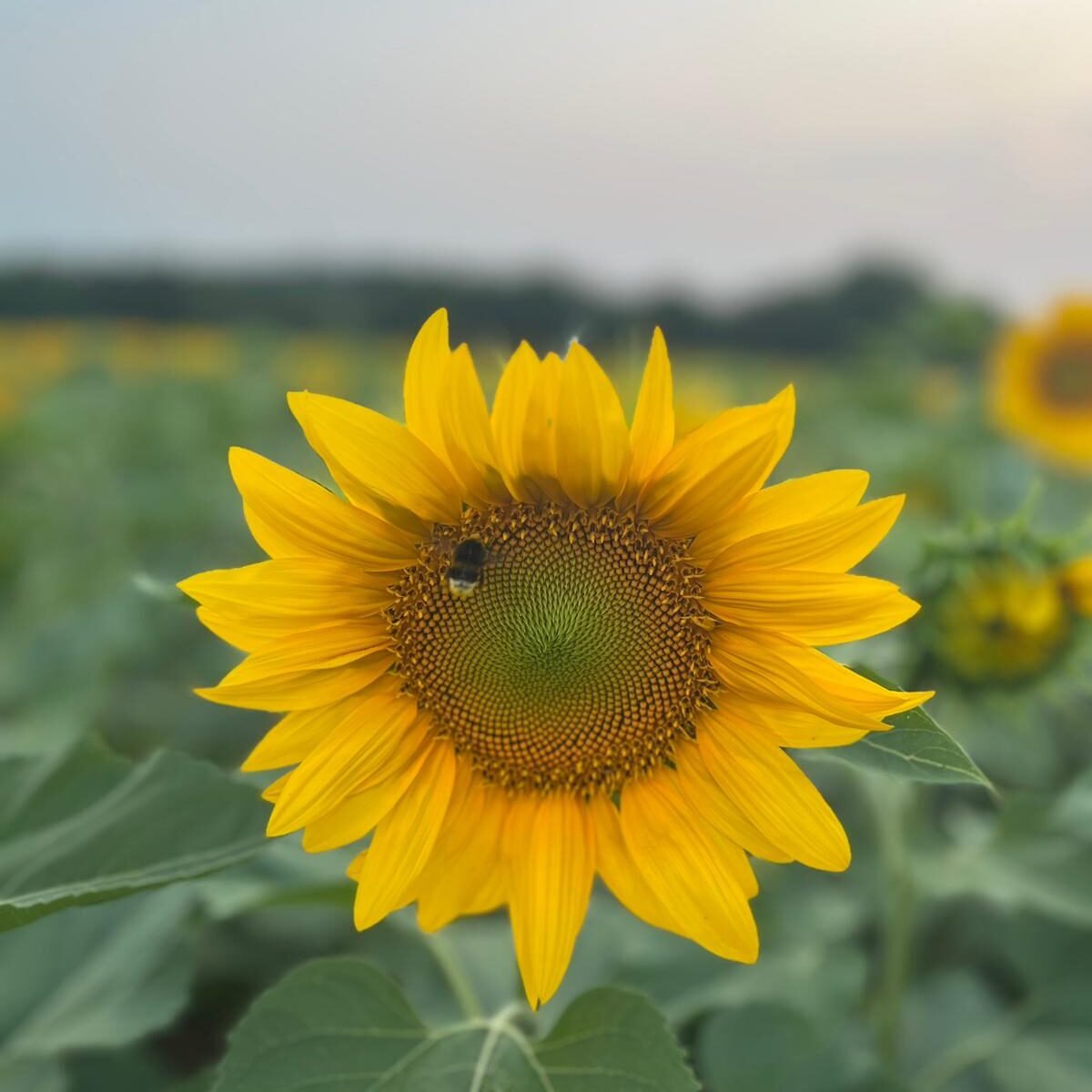 sunflower france