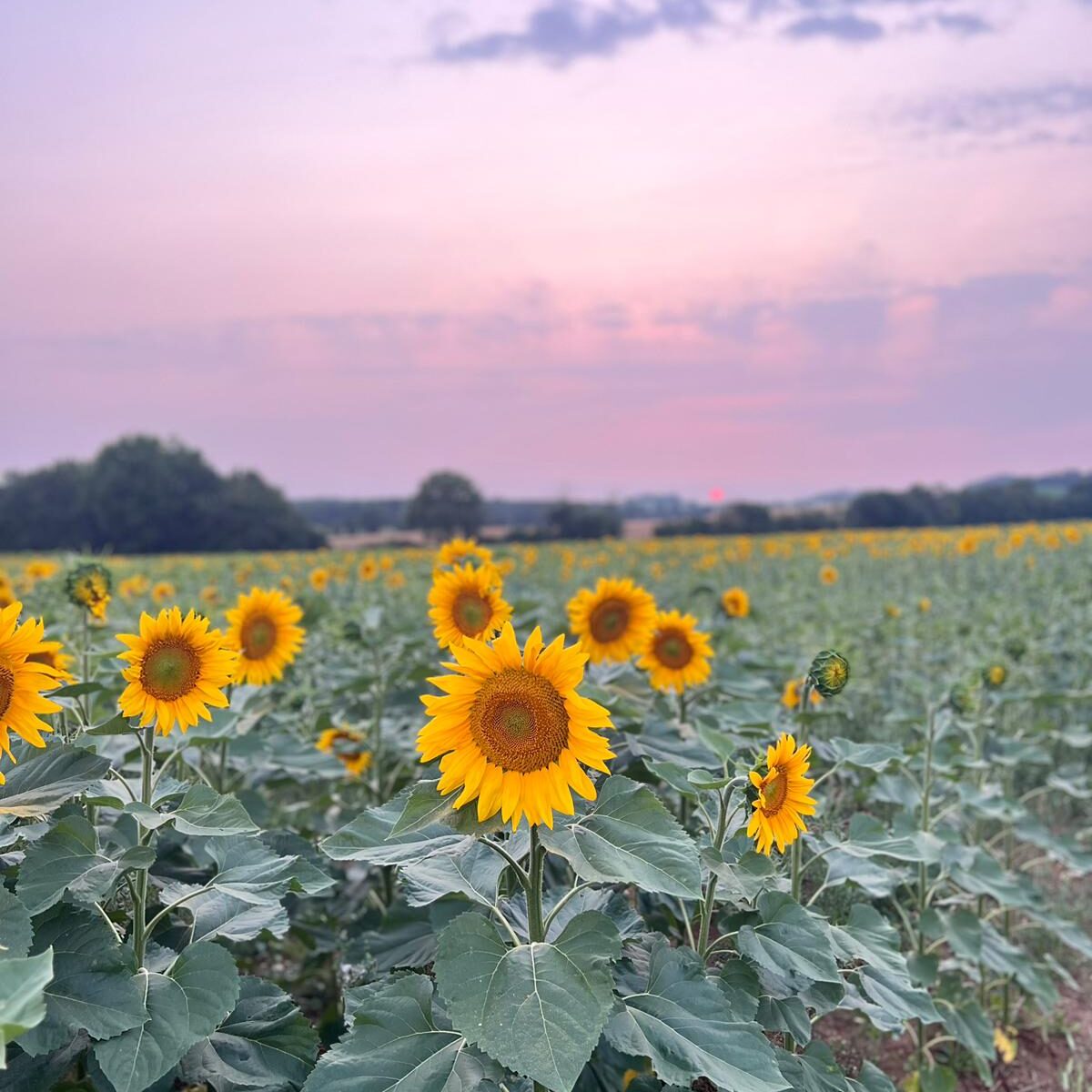sunflower3 nw